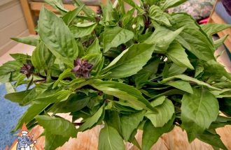 Fragrant Thai Basil