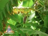 banana_flower_1l.jpg