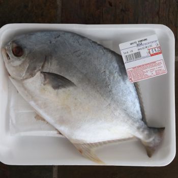 White Pompano