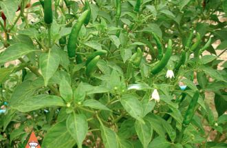 Fresh Thai Chile Bush, Kanchanaburi