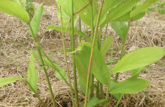 Underground Root