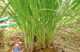 Lemongrass Plant