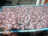 thai-fish-farm-02.jpg