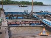 thai-fish-farm-05.jpg