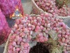 thai_shallots_l.jpg