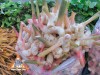 young_galangal_mkt_l.jpg